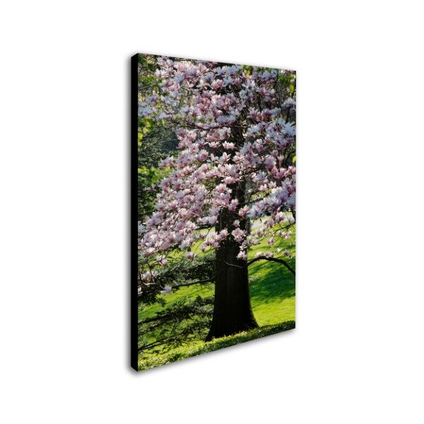 Kurt Shaffer 'Spring Magnolia' Canvas Art,30x47